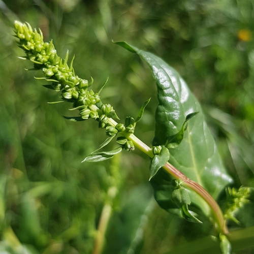 Silindir Pancar