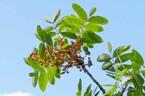Terebentin Ağacı
