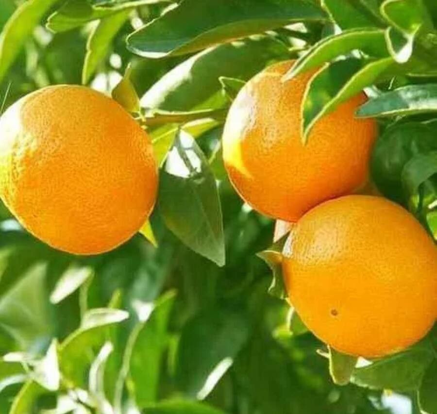 Turunç Çiçeği