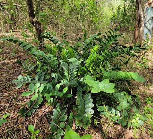 Zamioculcas