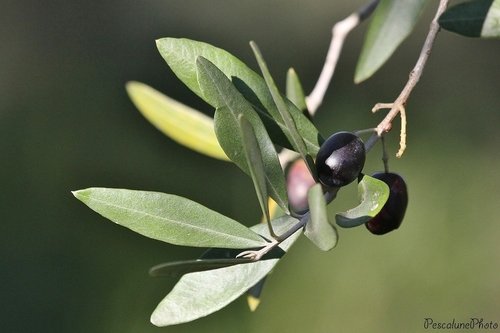 Zeytin